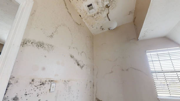 Best Post-Remediation Verification Testing  in Surprise, AZ