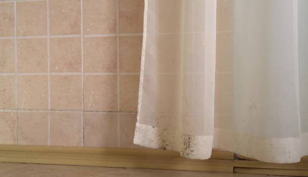 Best Basement Mold Removal  in Surprise, AZ