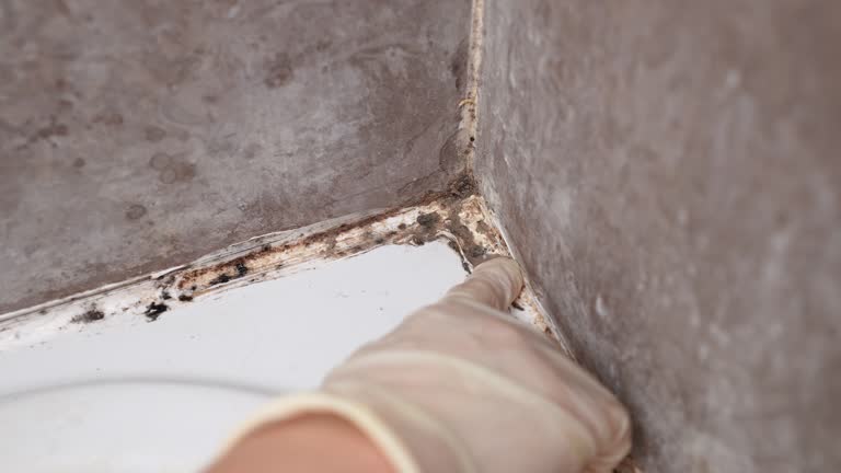 Best Black Mold Removal  in Surprise, AZ